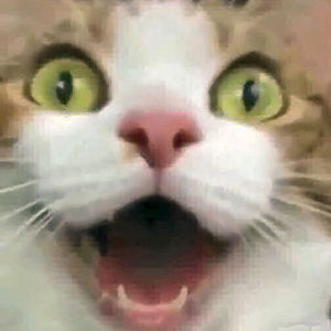 Meet your Posher, Paul